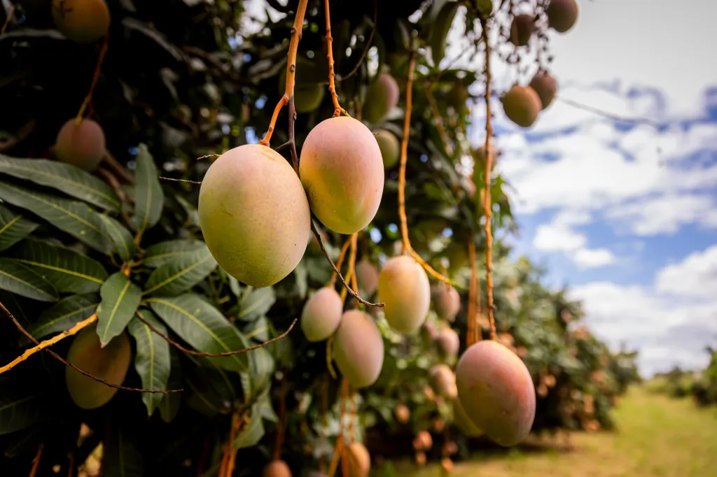 Federal regulators announced Friday that hundreds of boxes of mangoes sold at Walmart stores are being recalled over potential salmonella contamination. 