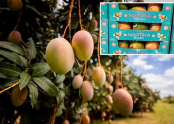 Walmart mangoes recalled over potential salmonella contamination