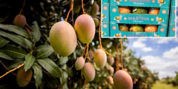 Walmart mangoes recalled over potential salmonella contamination