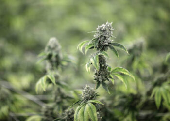 Are you a regular cannabis user? Beware this ‘miserable’ condition.