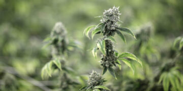 Are you a regular cannabis user? Beware this ‘miserable’ condition.