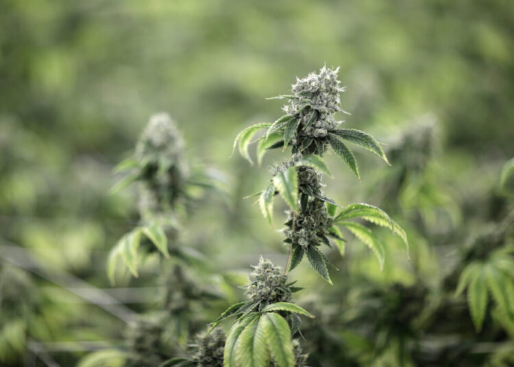 Are you a regular cannabis user? Beware this ‘miserable’ condition.