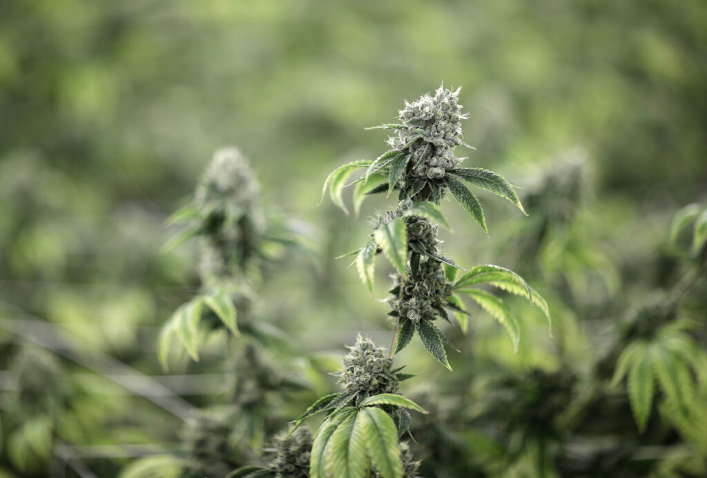 Are you a regular cannabis user? Beware this ‘miserable’ condition.