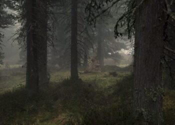 The Growing Lawlessness in California’s Forests