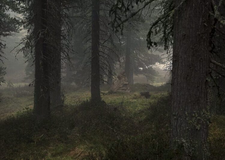 The Growing Lawlessness in California’s Forests