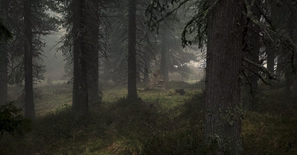 The Growing Lawlessness in California’s Forests
