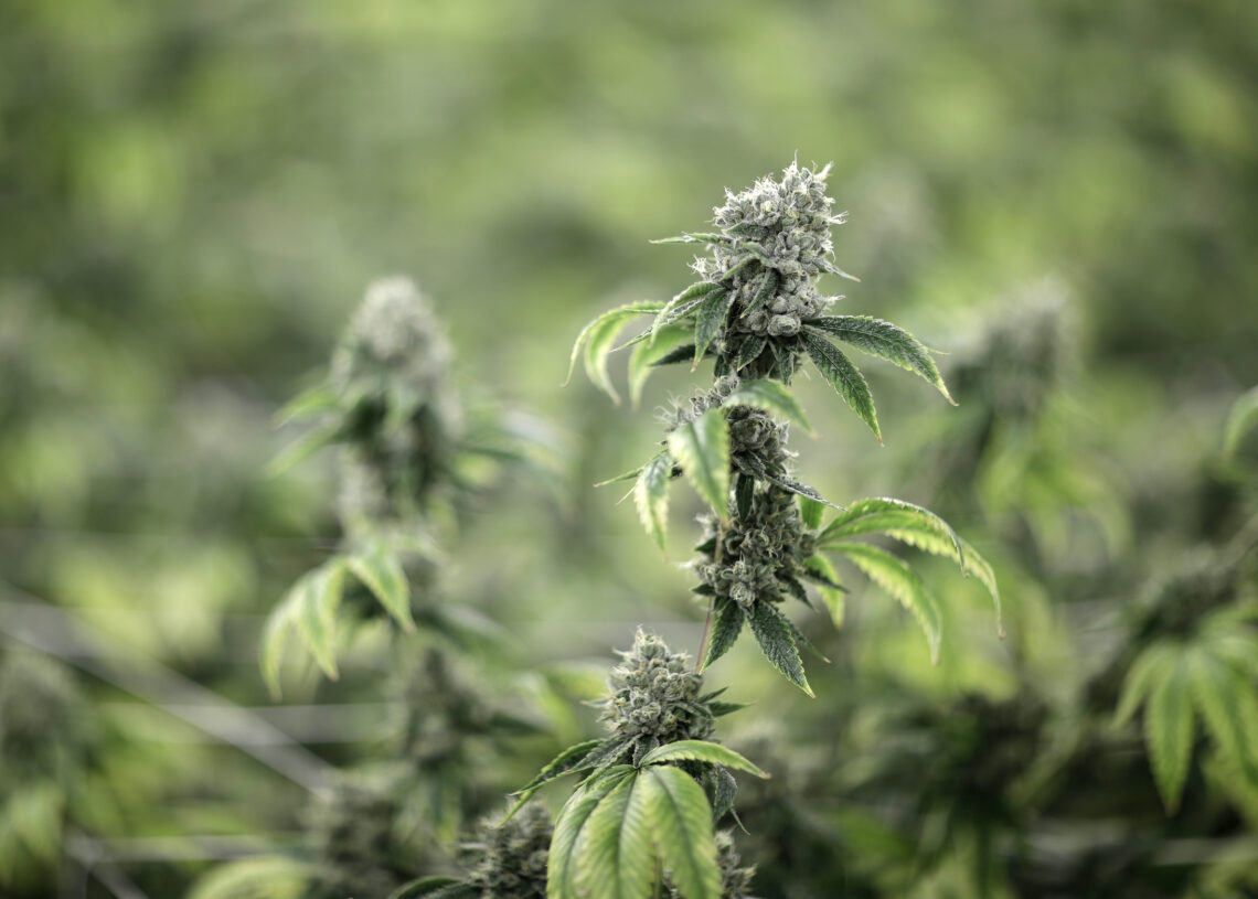 Beware of this ‘miserable’ complication of long-term cannabis use