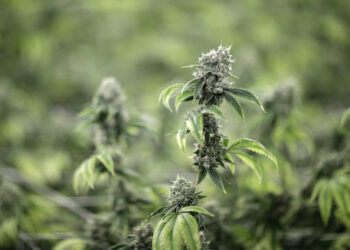 Beware of this ‘miserable’ complication of long-term cannabis use