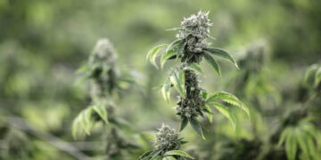 Beware of this ‘miserable’ complication of long-term cannabis use