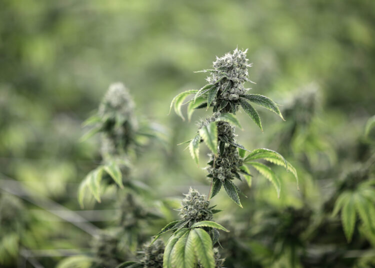 Beware of this ‘miserable’ complication of long-term cannabis use