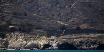 Rare Torrey pines faring worse than expected after Santa Rosa Island fire: ‘Heartbreaking’