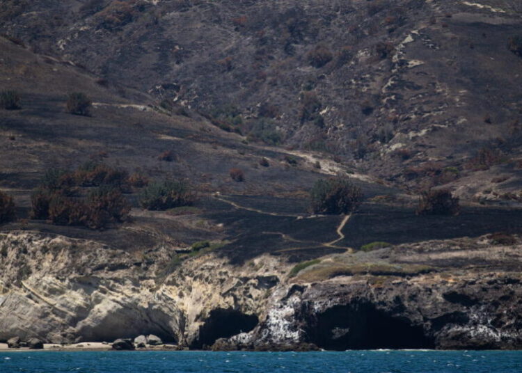 Rare Torrey pines faring worse than expected after Santa Rosa Island fire: ‘Heartbreaking’