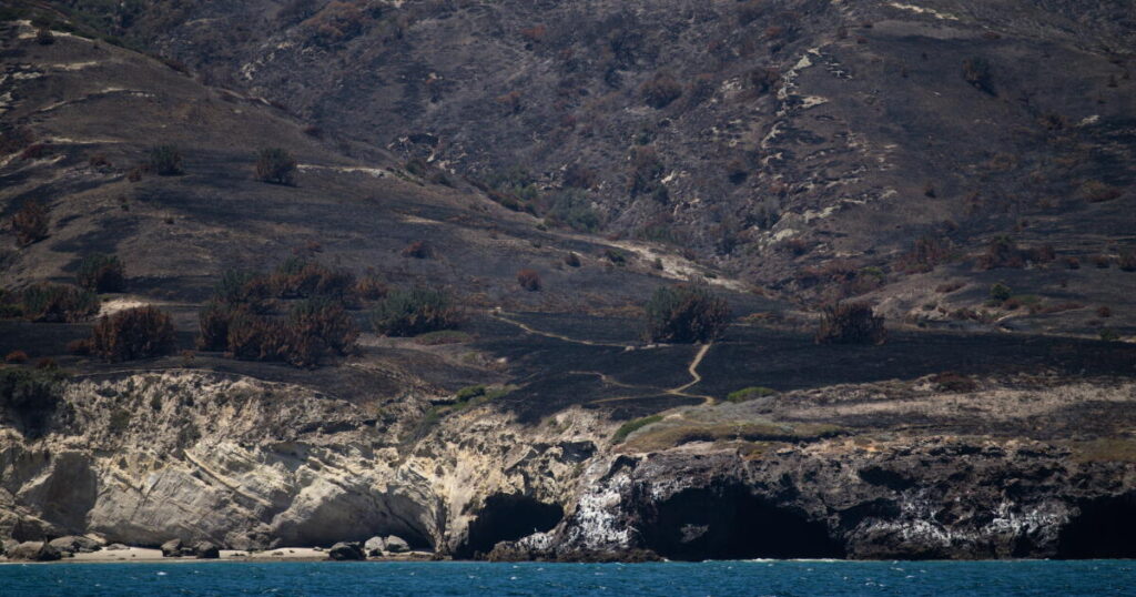 Rare Torrey pines faring worse than expected after Santa Rosa Island fire: ‘Heartbreaking’