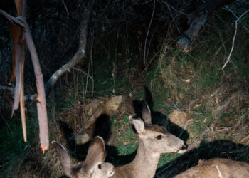 A Plan to Eradicate the Deer on Catalina Island Will Proceed, Organizers Say