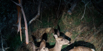 A Plan to Eradicate the Deer on Catalina Island Will Proceed, Organizers Say