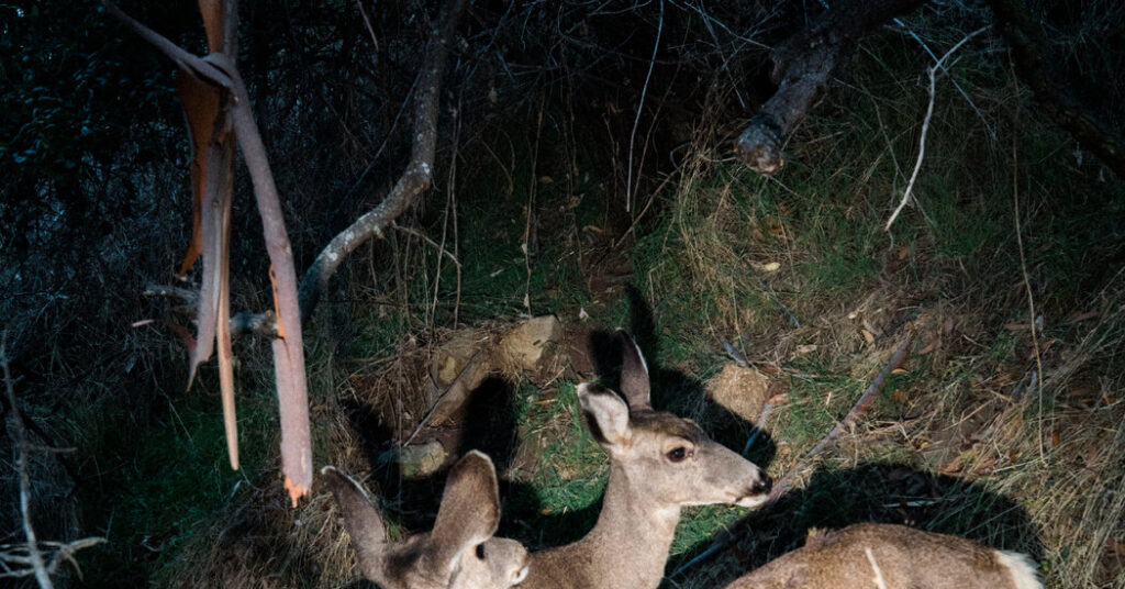 A Plan to Eradicate the Deer on Catalina Island Will Proceed, Organizers Say
