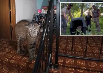 Washington homeowner hears mysterious banging, calls 911 before police find growling bobcat at top of stairs