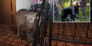 Washington homeowner hears mysterious banging, calls 911 before police find growling bobcat at top of stairs