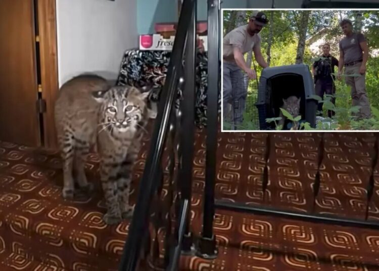 Washington homeowner hears mysterious banging, calls 911 before police find growling bobcat at top of stairs