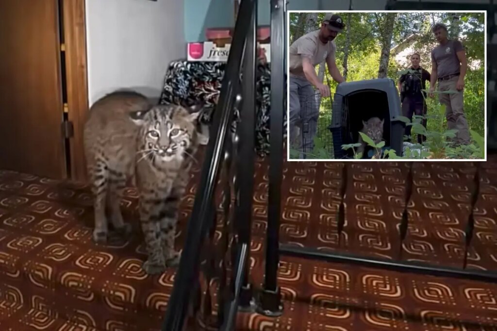 Washington homeowner hears mysterious banging, calls 911 before police find growling bobcat at top of stairs
