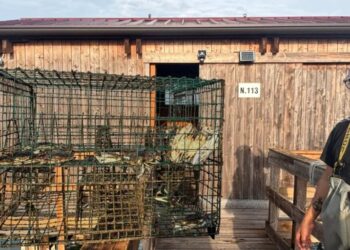 ‘If you can’t beat ’em, eat ’em’: Italy is turning its hated invasive crab into a multimillion-dollar business