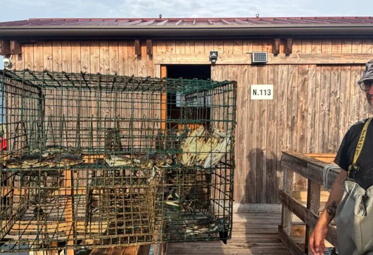 ‘If you can’t beat ’em, eat ’em’: Italy is turning its hated invasive crab into a multimillion-dollar business