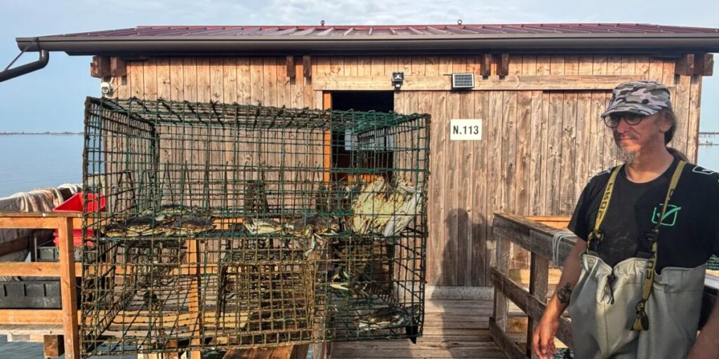 ‘If you can’t beat ’em, eat ’em’: Italy is turning its hated invasive crab into a multimillion-dollar business
