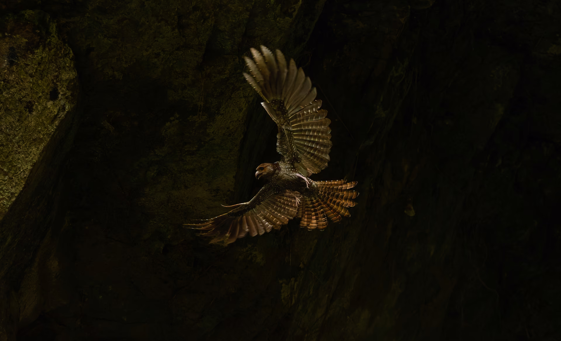 A bird spreads its wings, flying at night.