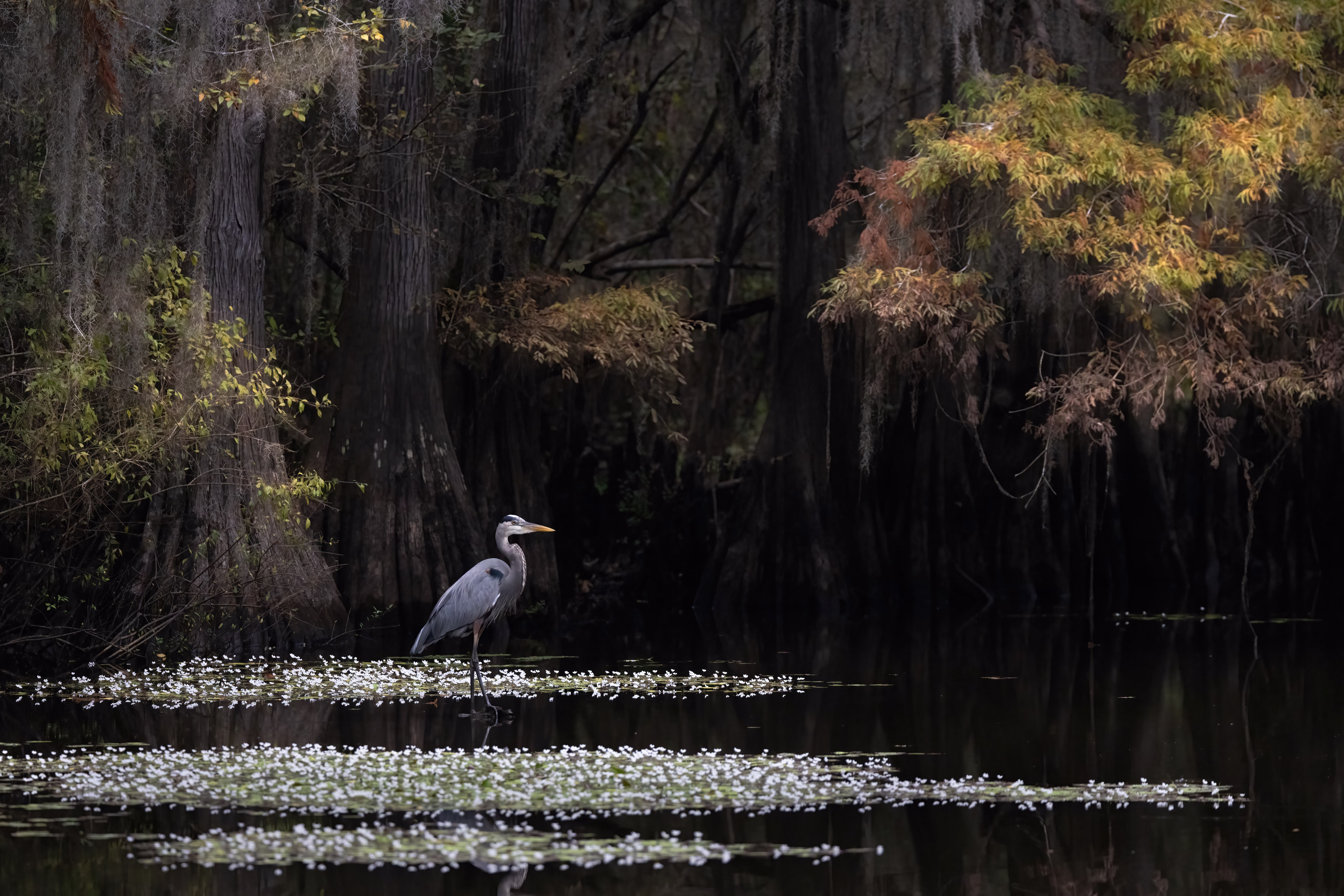 A heron wades in water near cypress trees.