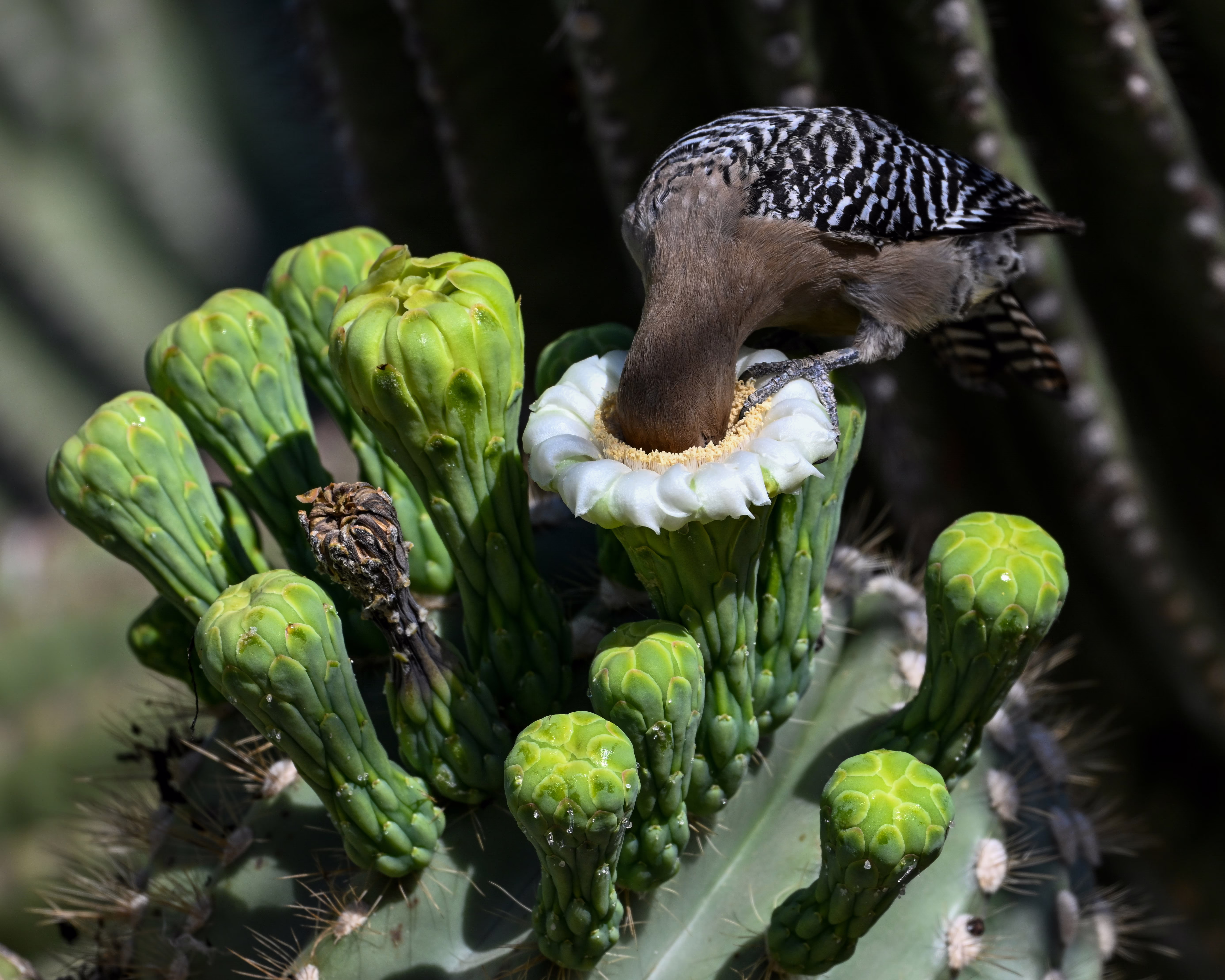 A woodpecker with its head jammed into an opening in a cactus plant