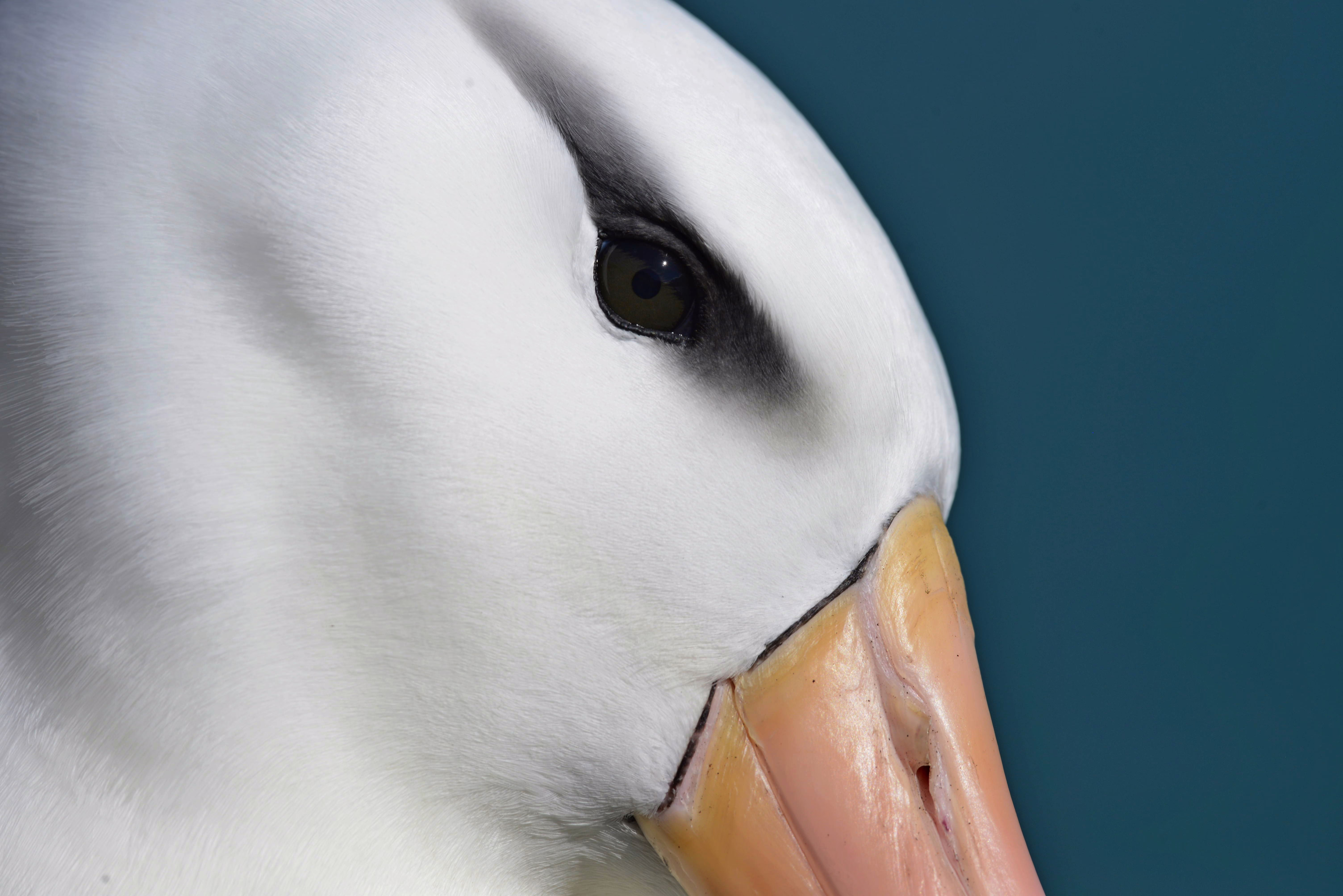 A close view of the face of an albatross.