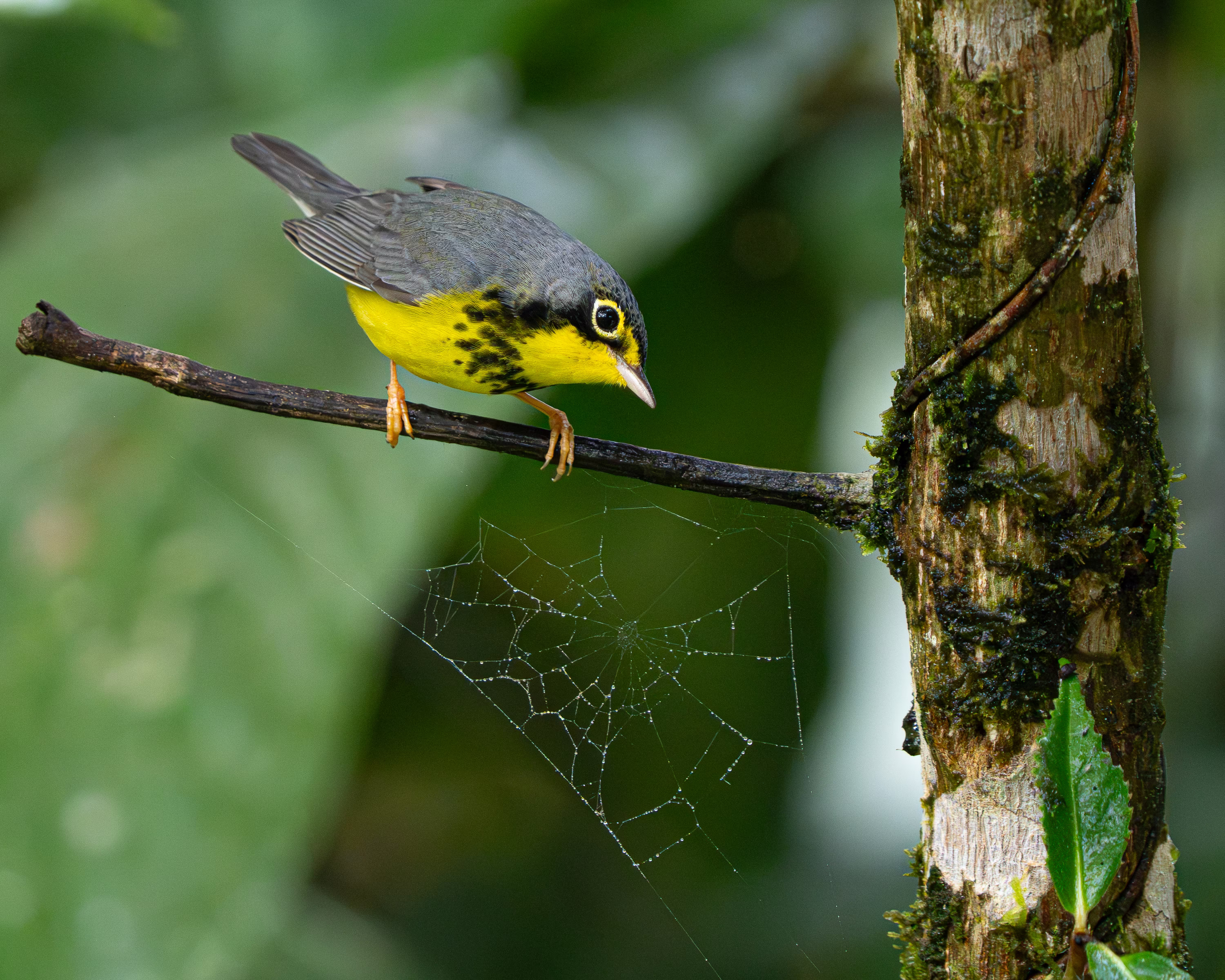 A small gray-and-yellow bird perches on a branch above a spider web.