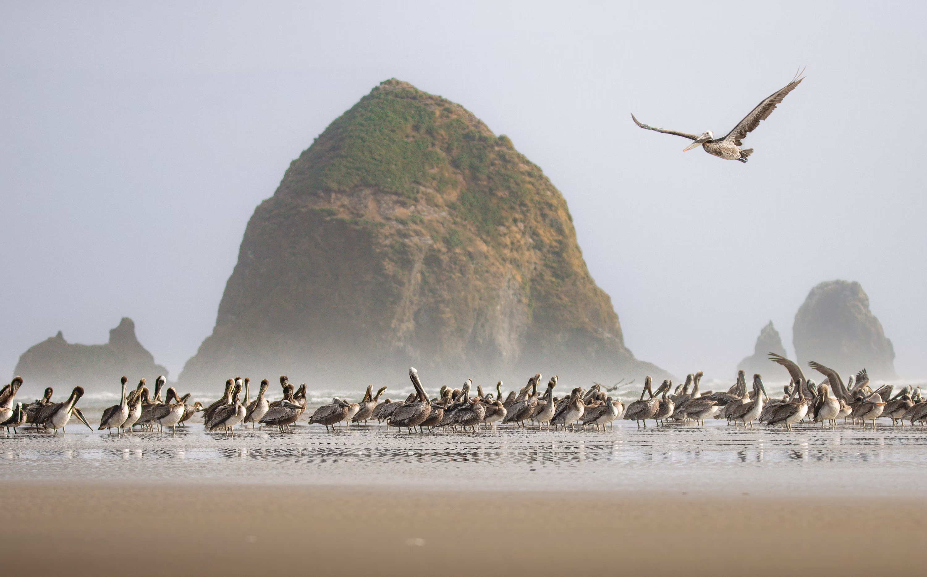 One pelican flies above a flock of pelicans walking on a beach, with a prominent rock formation in the surf in the background.