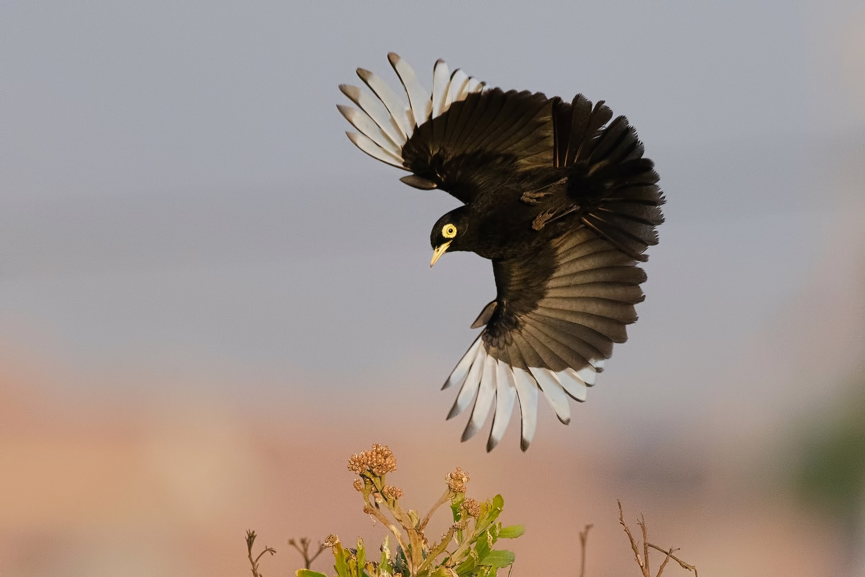 A black bird with white wingtips, wings spread wide, flies over a field.