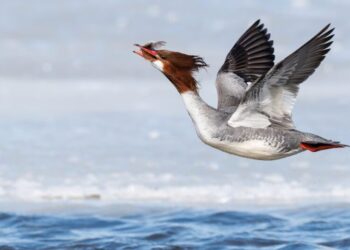 The 2026 Audubon Photography Awards