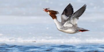 The 2026 Audubon Photography Awards