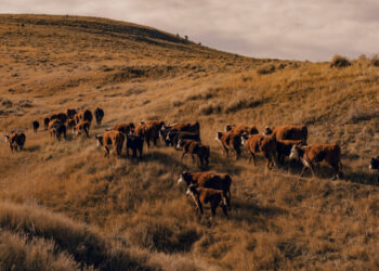 Trump’s Tactics to Lower Beef Prices and Appease Ranchers Fall Short