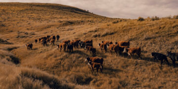 Trump’s Tactics to Lower Beef Prices and Appease Ranchers Fall Short