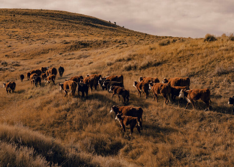 Trump’s Tactics to Lower Beef Prices and Appease Ranchers Fall Short