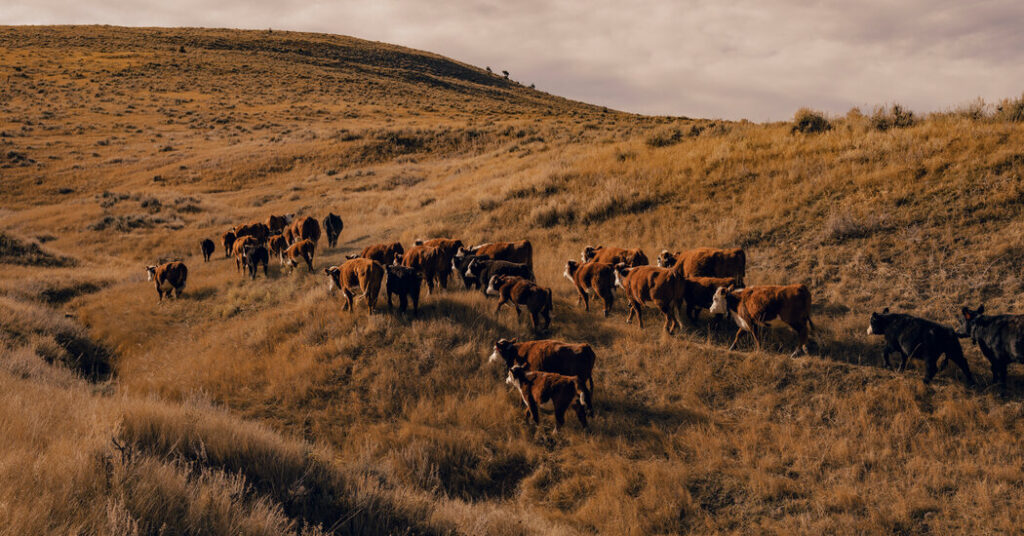 Trump’s Tactics to Lower Beef Prices and Appease Ranchers Fall Short