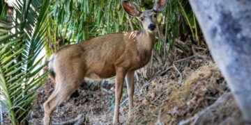 Killing of Catalina Island deer will go forward despite last-minute appeals