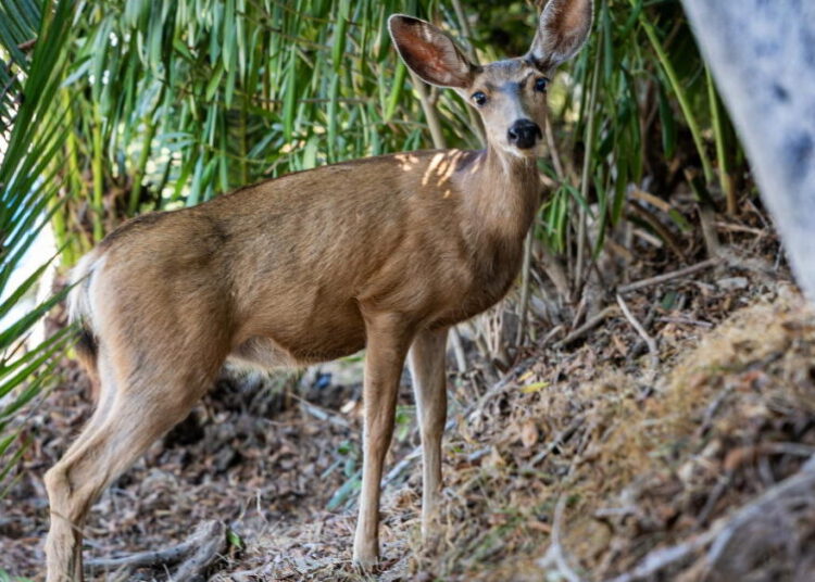 Killing of Catalina Island deer will go forward despite last-minute appeals