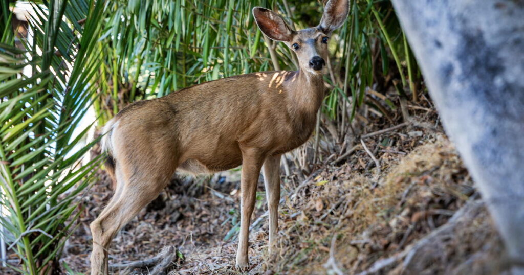 Killing of Catalina Island deer will go forward despite last-minute appeals