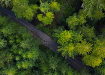 Tribes could co-manage ancestral forests under bill heading to Newsom’s desk