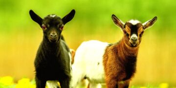 “Nightmare”: Children’s Petting Zoo Horrified to Realize Its Adorable Animals Are Carrying Rabies