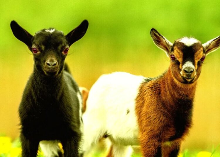 “Nightmare”: Children’s Petting Zoo Horrified to Realize Its Adorable Animals Are Carrying Rabies