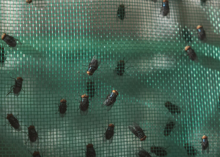 Inside the Fight Against a Flesh-Eating Fly in Mexico