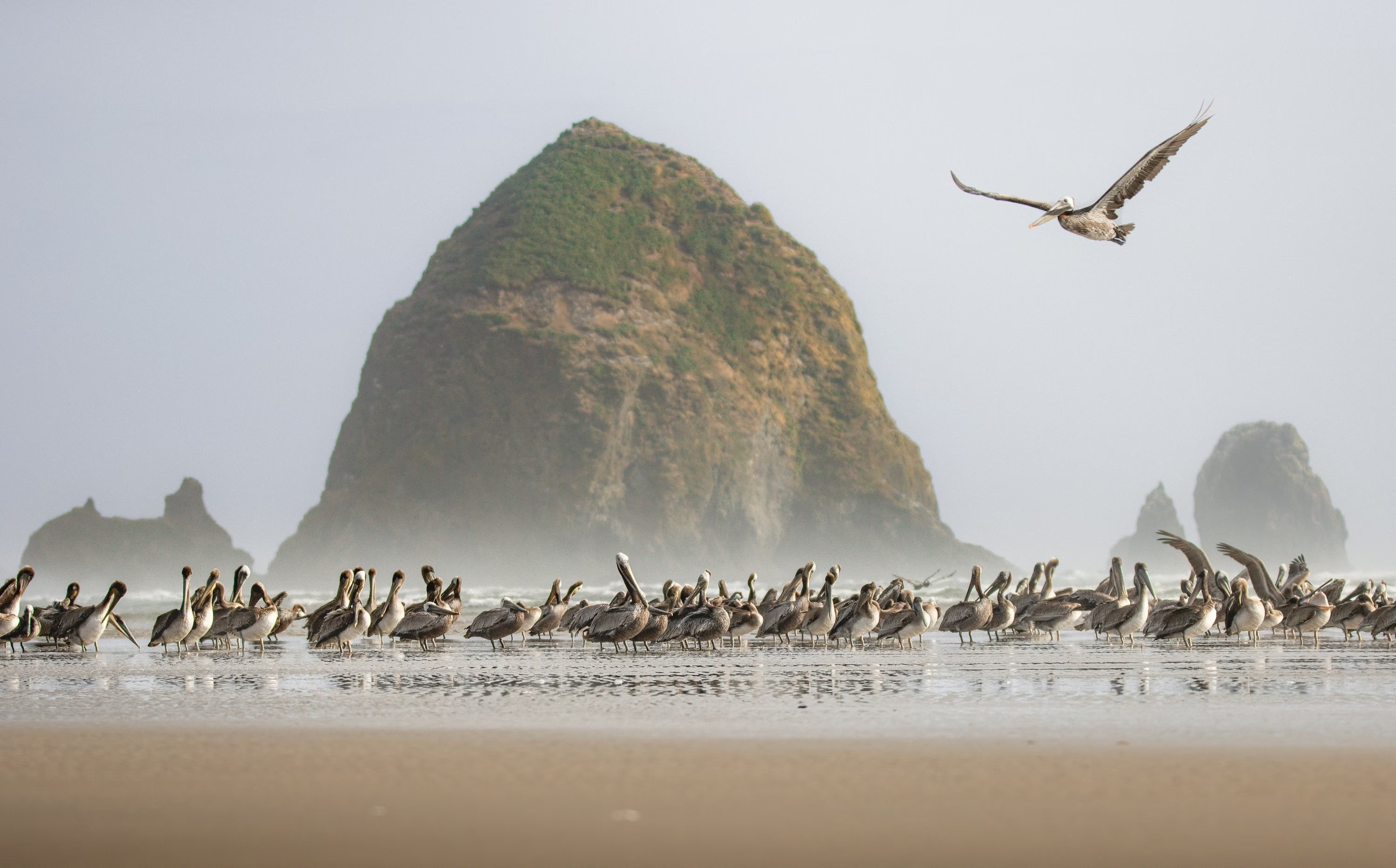 Brown Pelican. Honorable Mention, Birds Without Borders, U.S. and Canada. Haystack Rock, Cannon Beach, Oregon.