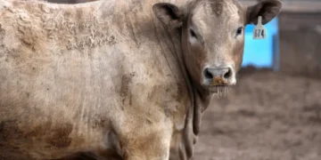 Trump’s meeting with ‘billionaire beef bro’ flagged by legal expert: ‘The timing stinks’