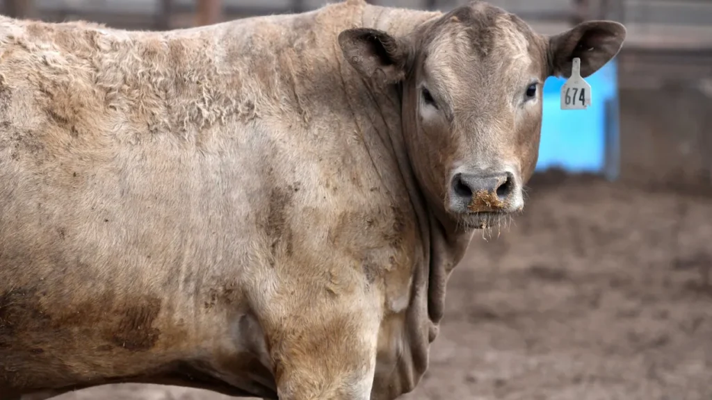 Trump’s meeting with ‘billionaire beef bro’ flagged by legal expert: ‘The timing stinks’